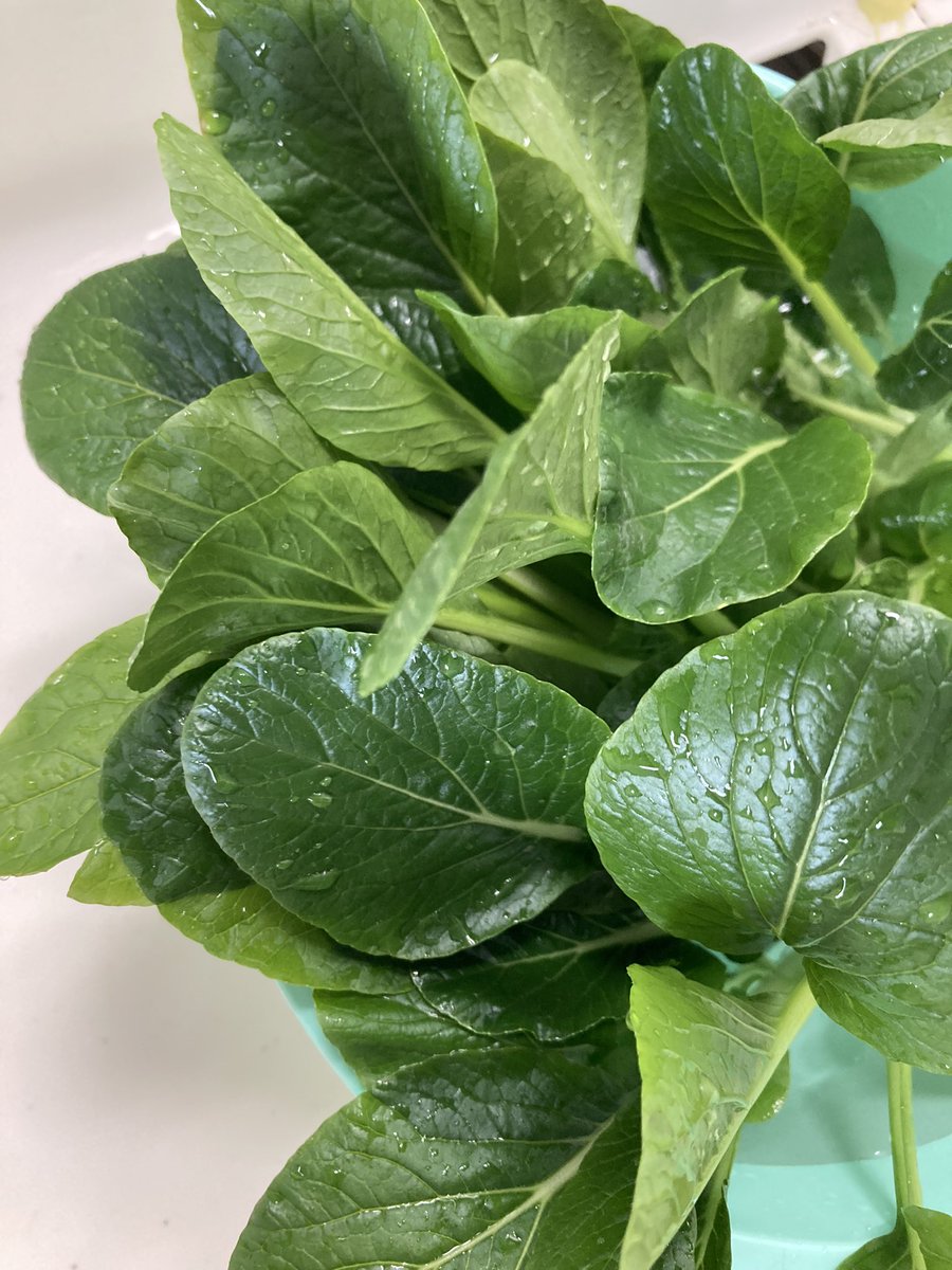 akico3979's tweet photo. ベランダ菜園で採れたサラダ春菊で、サラダ！胡瓜🥒も玉ねぎも自分で収穫したいなぁ。。
そして、小松菜🥬も収穫！ https://t.co/zvqujLaizR