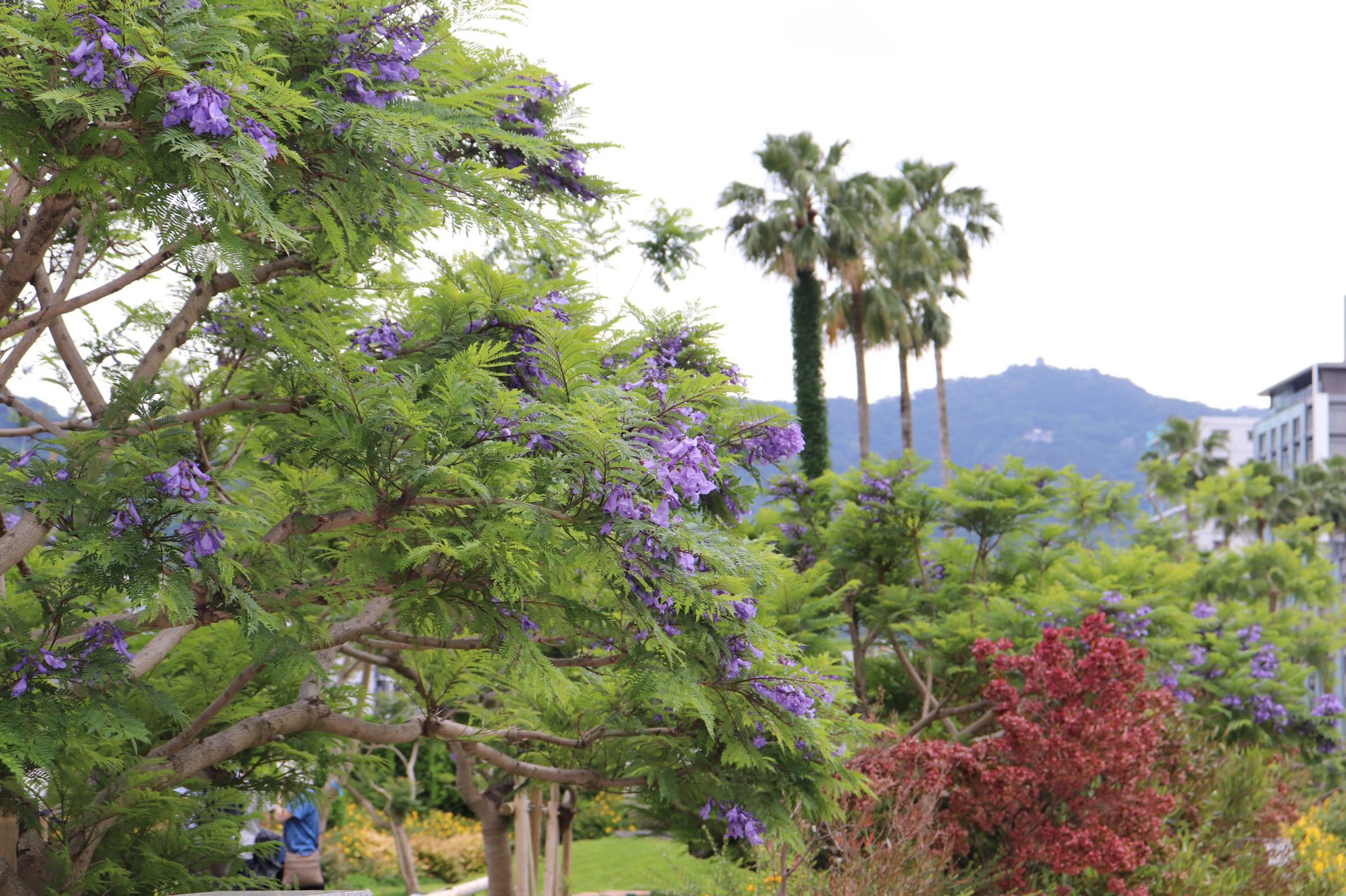 日本花の会 公式 熱海では明日6 12迄 Atamiジャカランダフェスティバルが開催されています 熱海の初夏を告げる ジャカランダ 青紫色のブーケのような花色は エキゾチックでとってもキレイです 遊歩道の設計植栽監修は当会研究員が手掛けました