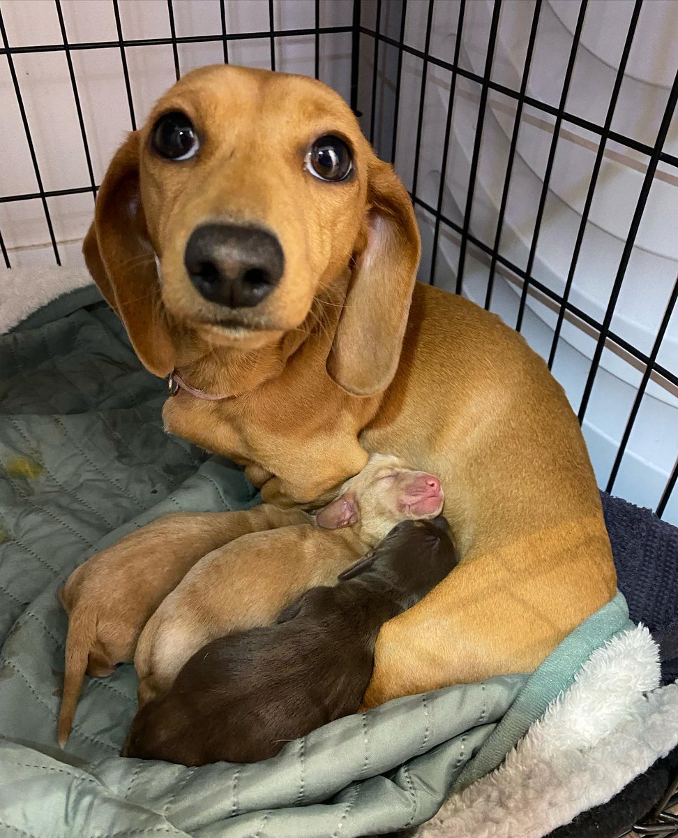 dachshund_heave's tweet photo. Proud mom with her babies..  Cute or not??🥰
#Dachshund #Dachshunds https://t.co/R34Y7rbSHi