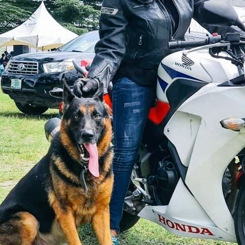 DogEducators's tweet image. Two of my favourite things.....dogs and bikes.