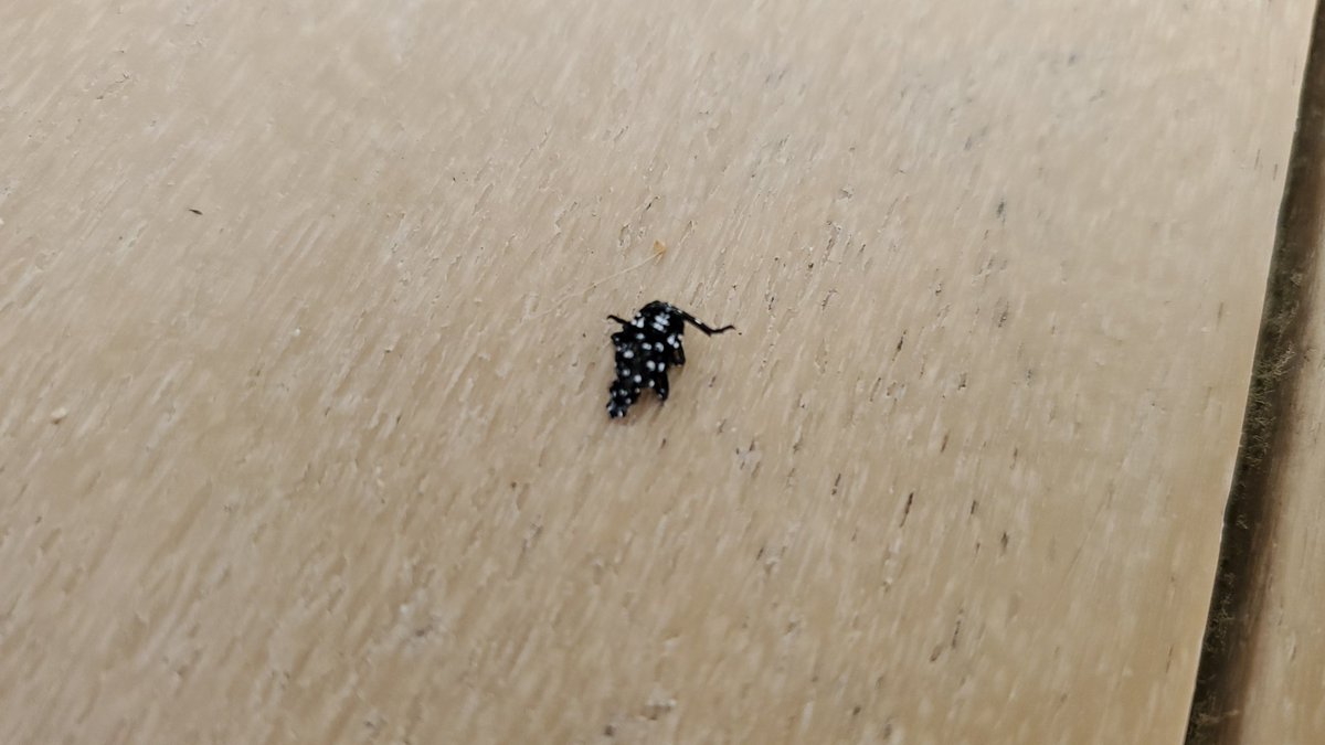 JimVasslides's tweet photo. Spotted laternfly nymphs starting to come out here in NJ. Time to get to murdering. https://t.co/PtJzwqCsg9