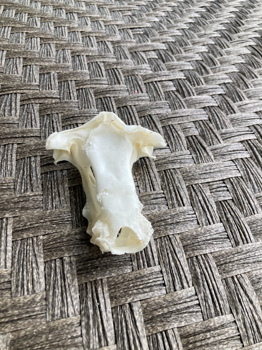 Steve Watts tweet media