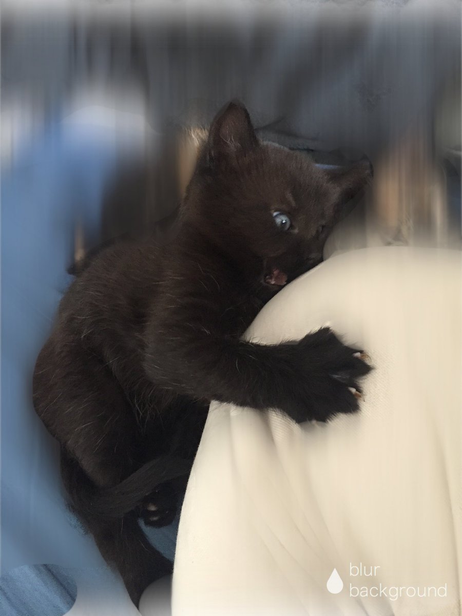fia_blomma's tweet photo. They are my air.
They are my love.
They are my home.
#pets #CatsOfTwitter #family https://t.co/vp0Jre8DH6