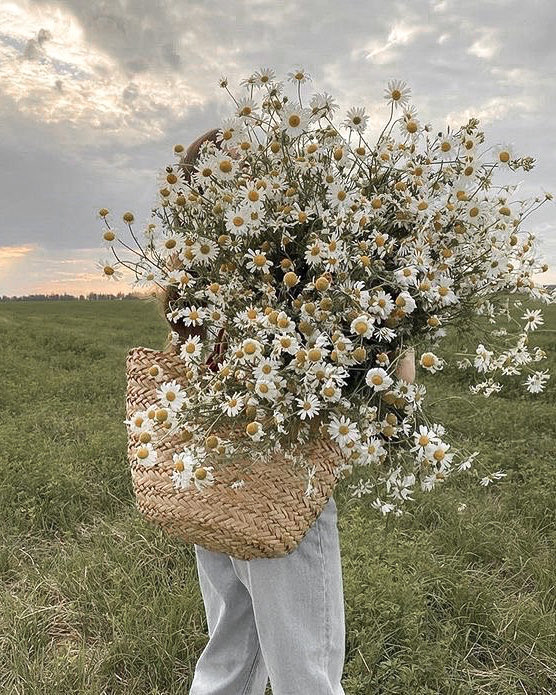 liviuuh's tweet image. a bundle of daisies