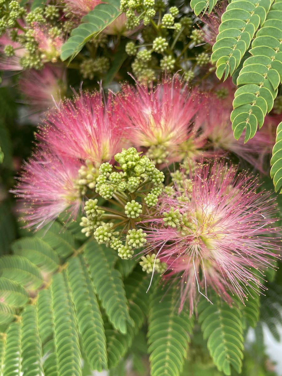 合歓の木の花が咲きました。