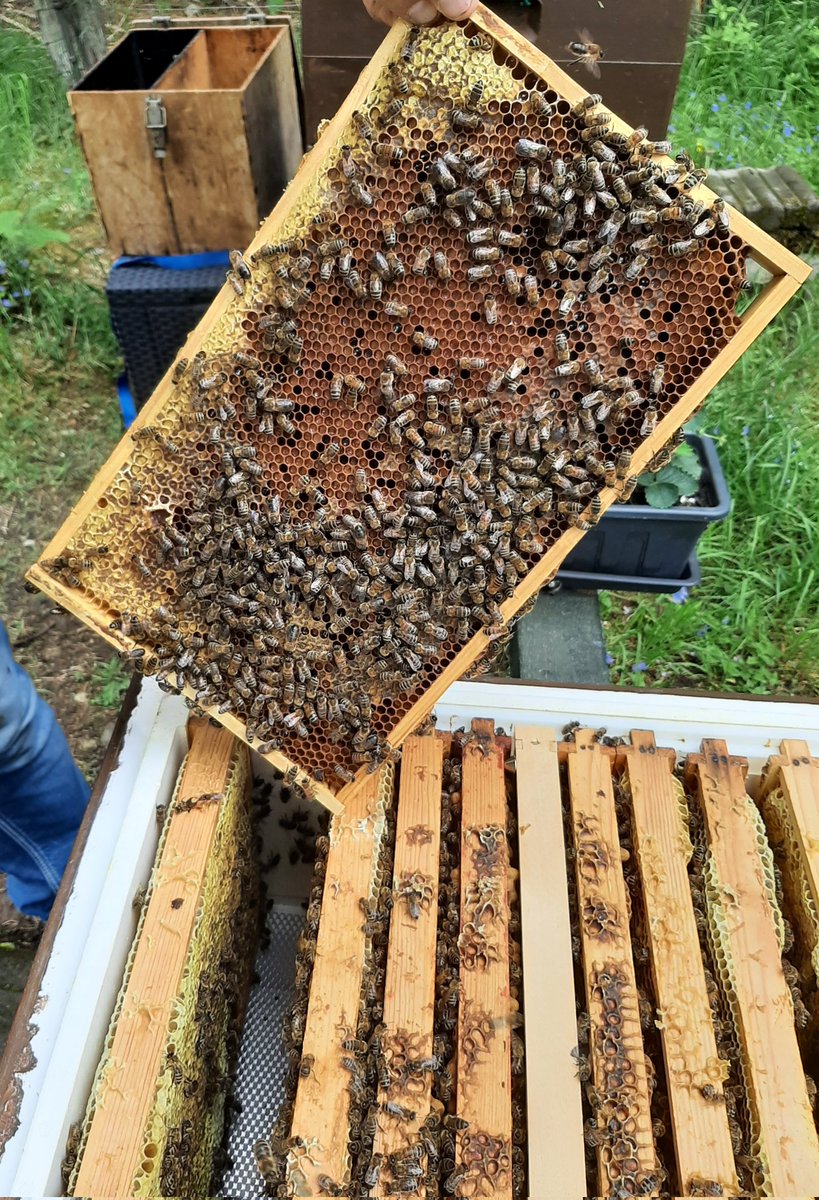 BirgitBeeHappy's tweet photo. Liebe Bienenfreunde,
Hurra es wird 🌄 hieroben auf 
800 Mtr-endlich angenehmer☀️
Heute habe ich,  zusammen mit meinem Imkerpate,alle Rähmchen 
in beiden Beuten durchschaut. Könnte Stundenlang die Bien
bewundern 🥰🌲🐝🌼💛
Der Regen hat gut getan🌦
jetzt darf alles blühen! 💮🏵🌸 https://t.co/t6g80x3i1e