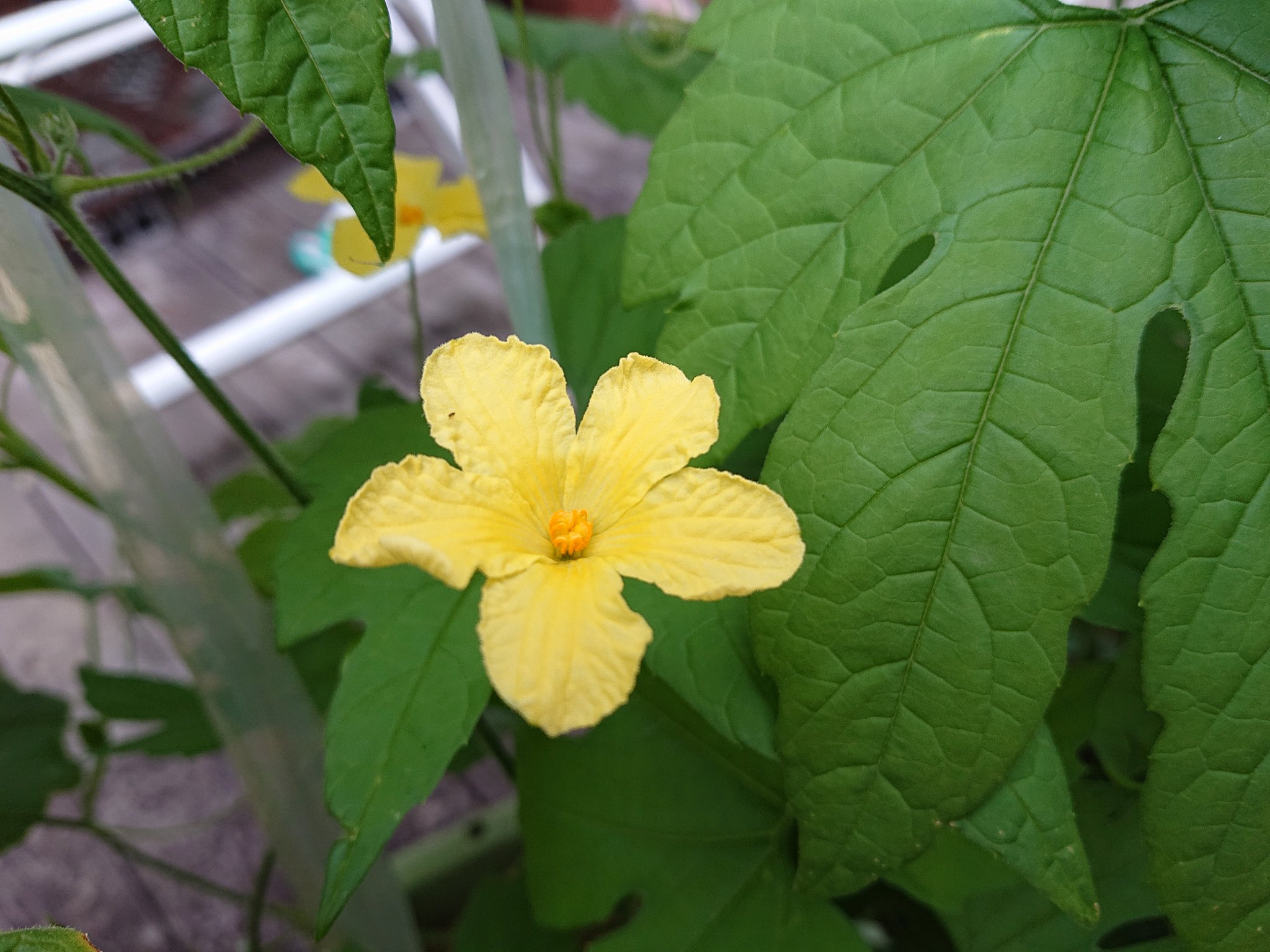 三重のサッカン なんちゃって家庭菜園6 11 ゴーヤに雄花が咲きました 流石にまだゴーヤにとって気温が低い為か 雌花は無かったですが 可愛い花が見れました 実が収穫出来るのは梅雨明け位からかなぁ T Co Hqnzrjxeav Twitter