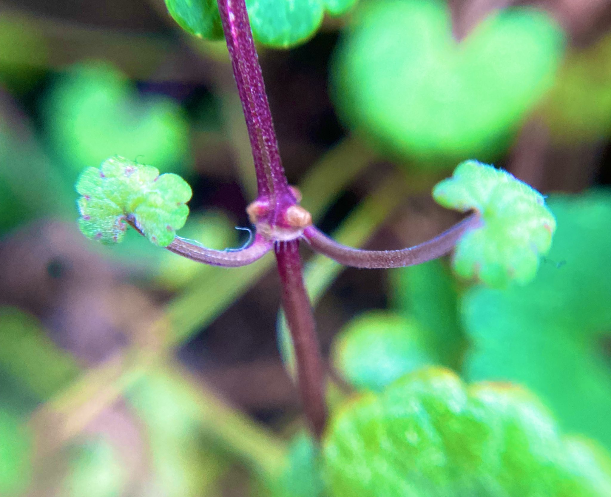 つる性植物 Twitter Search Twitter