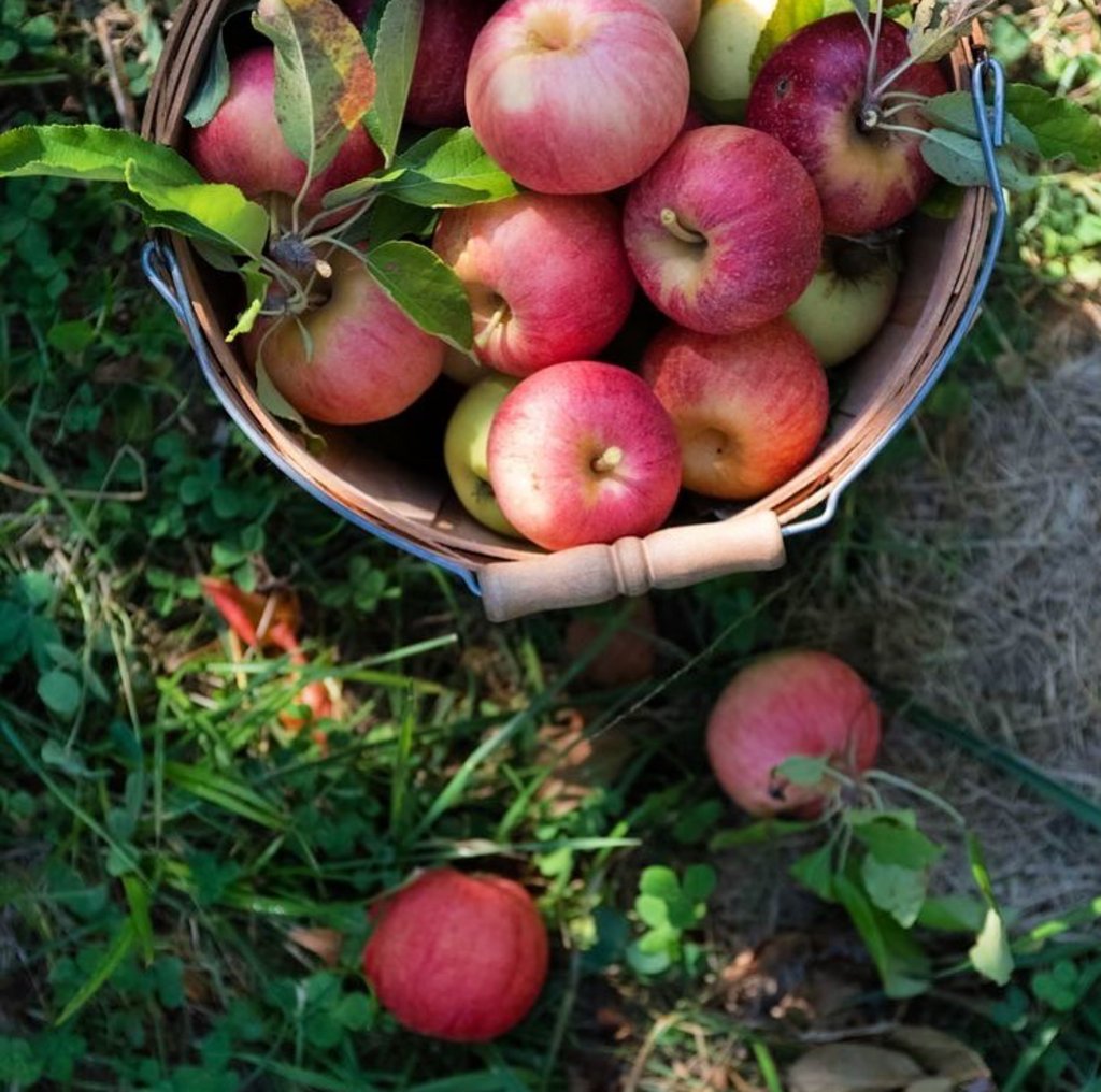 Have you stopped by the Qualicum Beach Farmers' Market Yet? The market runs year-round every Saturday - stop by for an incredible selection of locally grown produce, artisan crafts and homemade goods.

📸 Qualicum Beach Farmers' Market