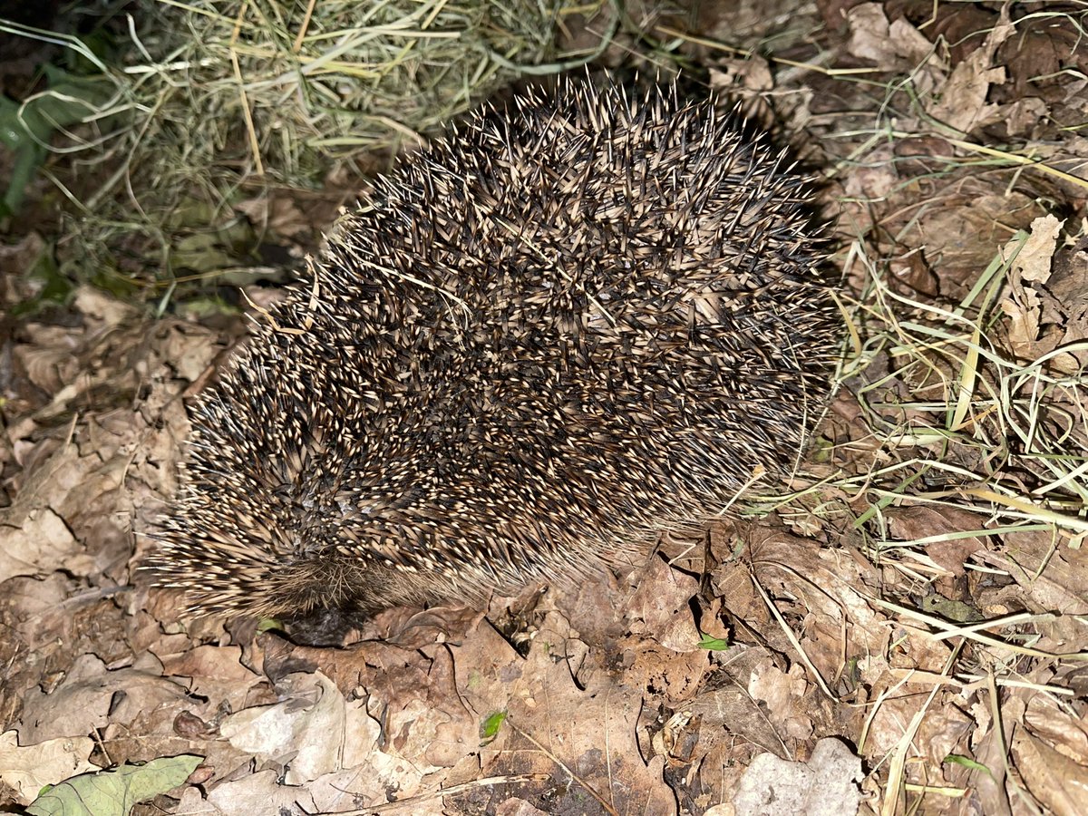 Conr658's tweet photo. Hedgehog released back to the wild after being with us at the sanctuary for the week. Goodbye pal! 🦔 #animalsindistress #wildliferescue #hedgehog https://t.co/Z79ZgRAona