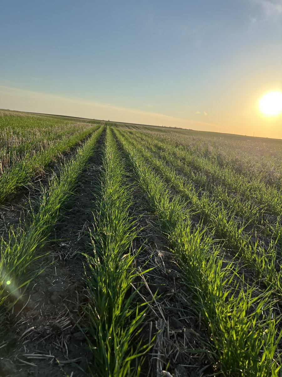 If the timely rains keep coming, there’s going to be a hell of a crop East/Northeast of Saskatoon 🤓🌾