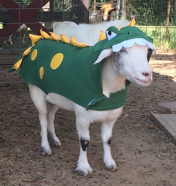 Havilah_V's tweet photo. #FurryFriday:
#Dinosaur #Dinosuars #JurassicPark #JurassicWorld #JurassicWorldDominion #TerribleLizard #Scary #Animal #Animals #AnimalsInCostumes #Goat https://t.co/5FOI8GoKFU