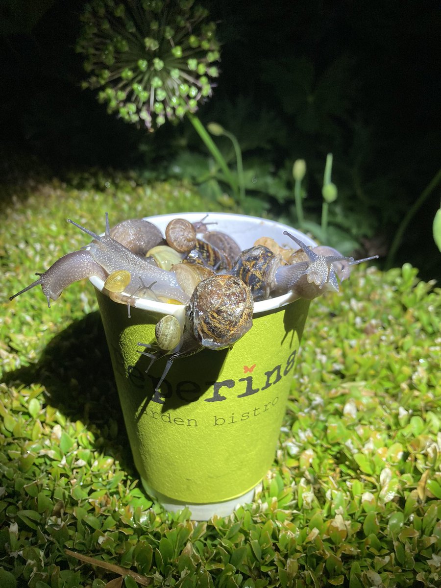 Yep, that’s me out with a flashlamp picking snails off my precious plants. That’s a large cup with massive snails @PeperinaGardenB  #garden #gardening #plants #nature #coffeecup #dublin6 #DublinsOriginals