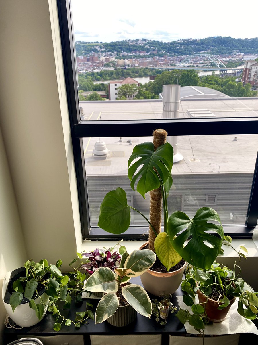 The plants and I are settling into our new home. We’re excited to have one of Pittsburgh’s many bridges in our view! 🌉