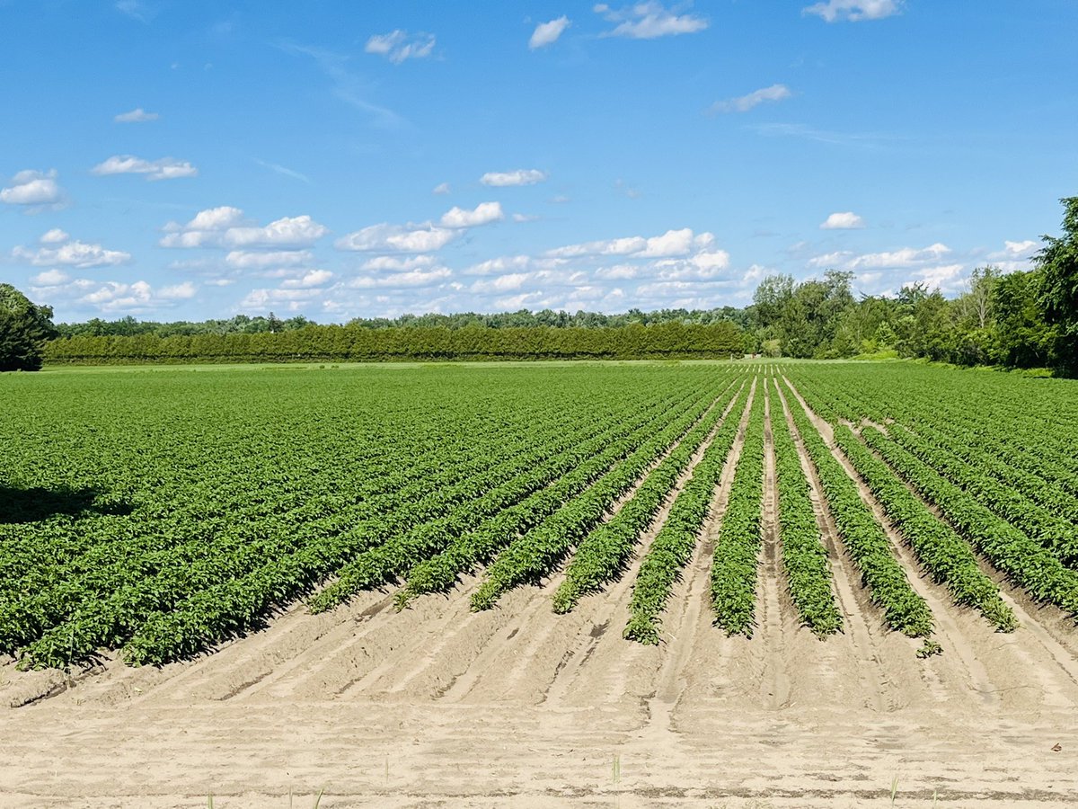 ozbiltarim's tweet photo. Potato Field in Canada🇨🇦
.
.
#ozbiltarim #potatofarm #potatoequipments #ontariofarming #potatoplanting #potato #potatoharvester https://t.co/WFK11ev92g