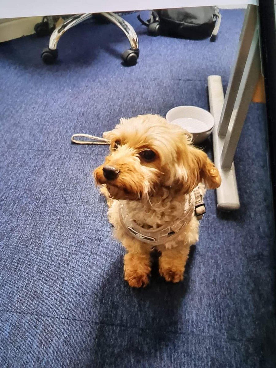 MissingPetsGB's tweet photo. Thank you thank you for all your work to get JESSIE home....

GUESS WHO'S BEEN FOUND SAFE?!

JESSIE... was spotted on a train and retrieved by @BTP ❤❤❤❤❤❤ 

To be #REUNITED tomorrow!!!!!

Thank you all #FindJessie #jessieisSAFE https://t.co/pUdB5M7gD6