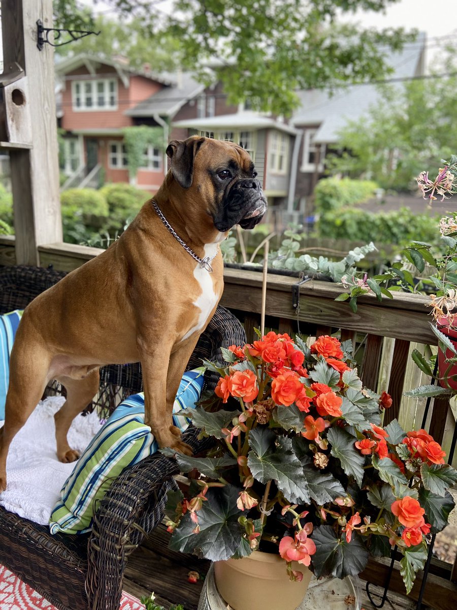 MuggsTheBoxer's tweet photo. Friday night neighborhood watch. #MuggsTheBoxer #BoxerDogs #Boxers  #BoxersofTwitter #DogsOfOldLou https://t.co/EWeZAZPeaX