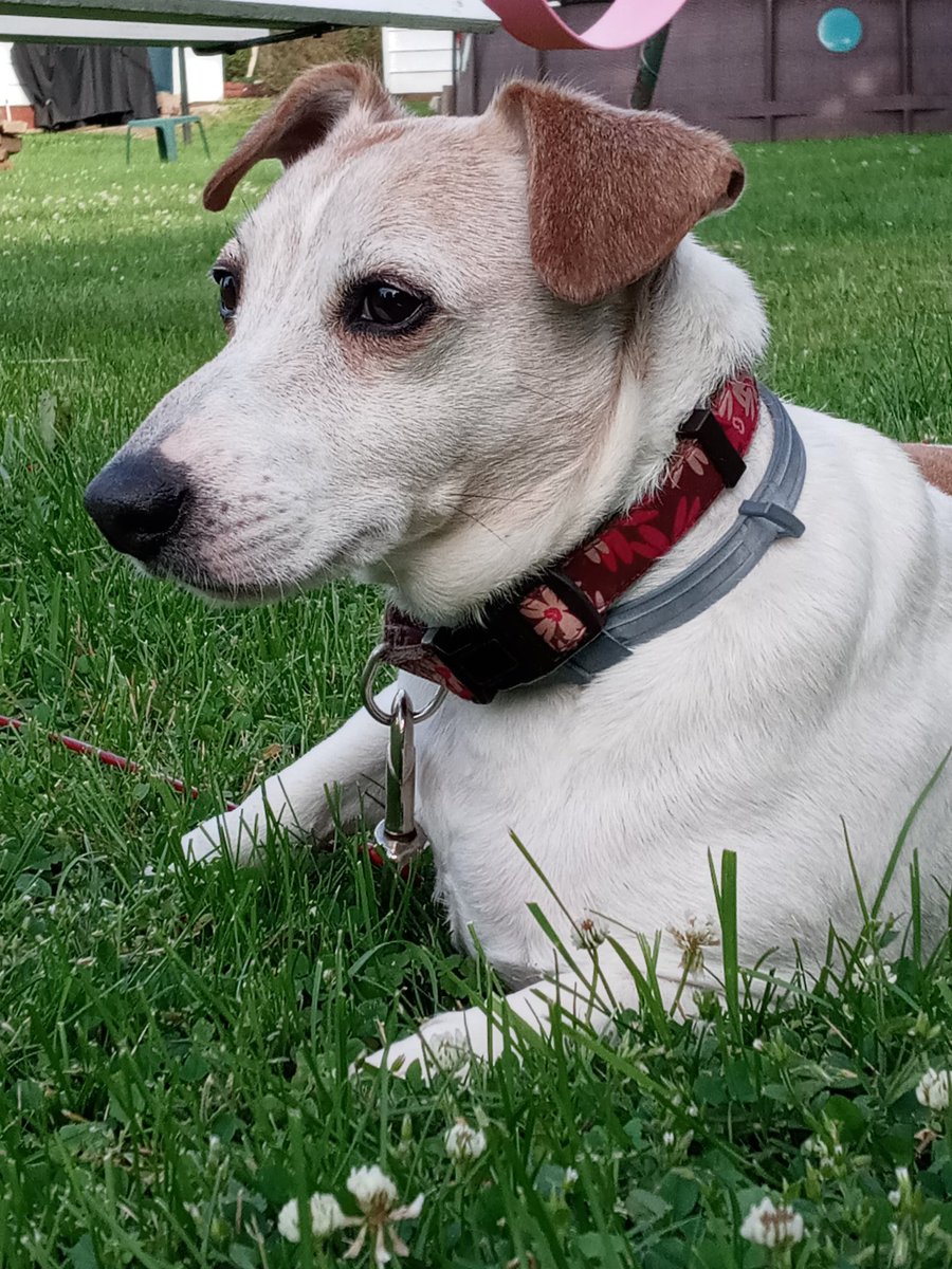 Who's a good boy? Not this guy most of the time.