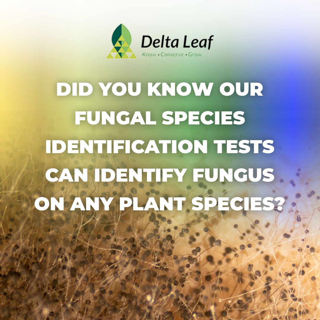 Fungi aren't exclusive to cannabis plants, which is why our fungal species identification test can identify fungus on any plant species! Pick the screening that works best for you, or remove the guesswork by ordering a species ID test now!

#cannabis #plant #fungus