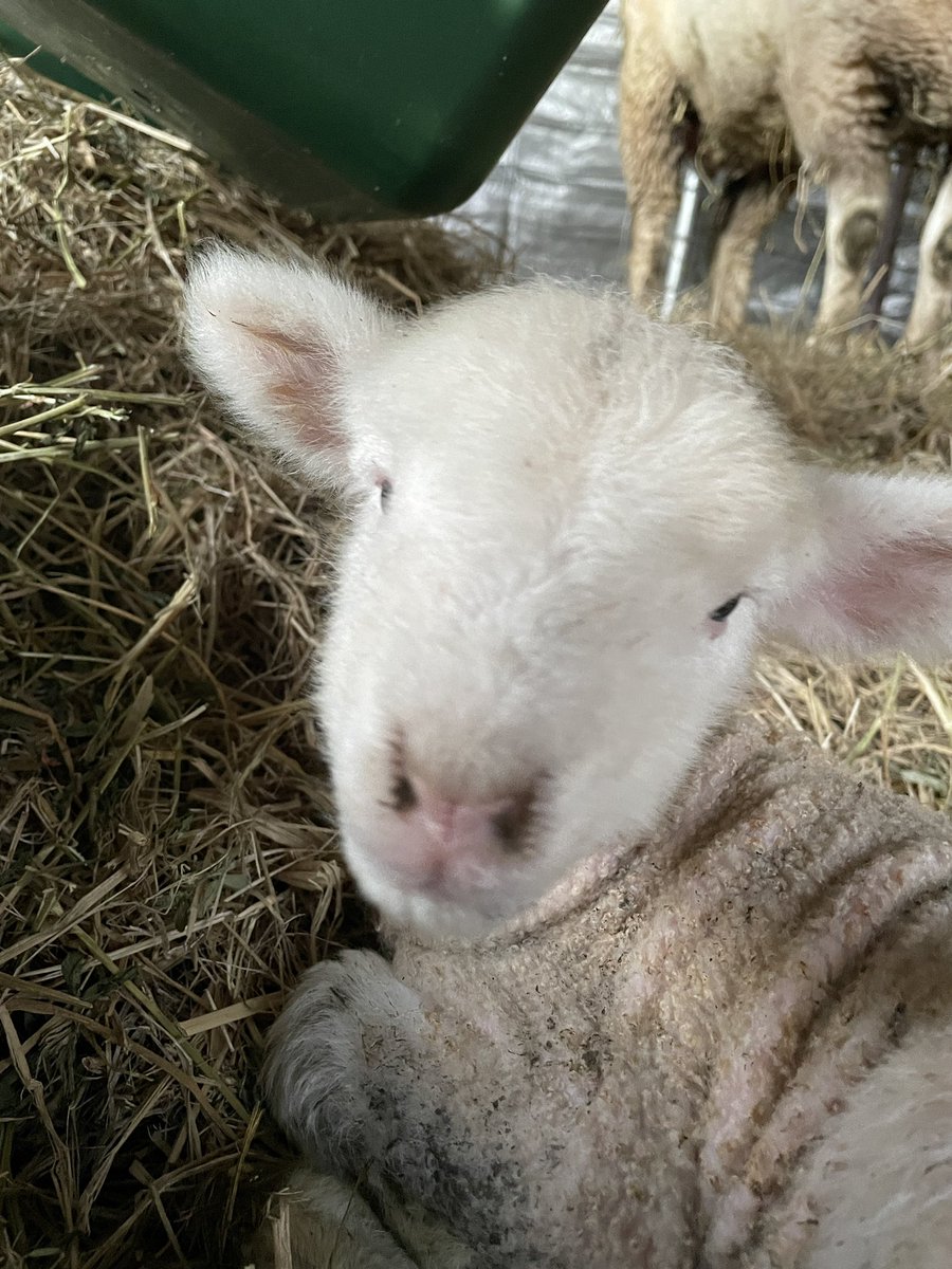 Some early morning jobs are cuter than others…