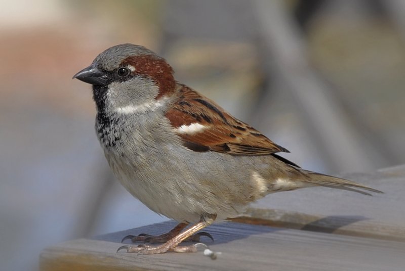 another better example would be, if you have a blog about birds the word "sparrow" will be more relevant than "bird", since it is likely many documents will mention "bird" (maybe all of them), but only one or two will mention [house] "sparrow" (cute Passer domesticus species)