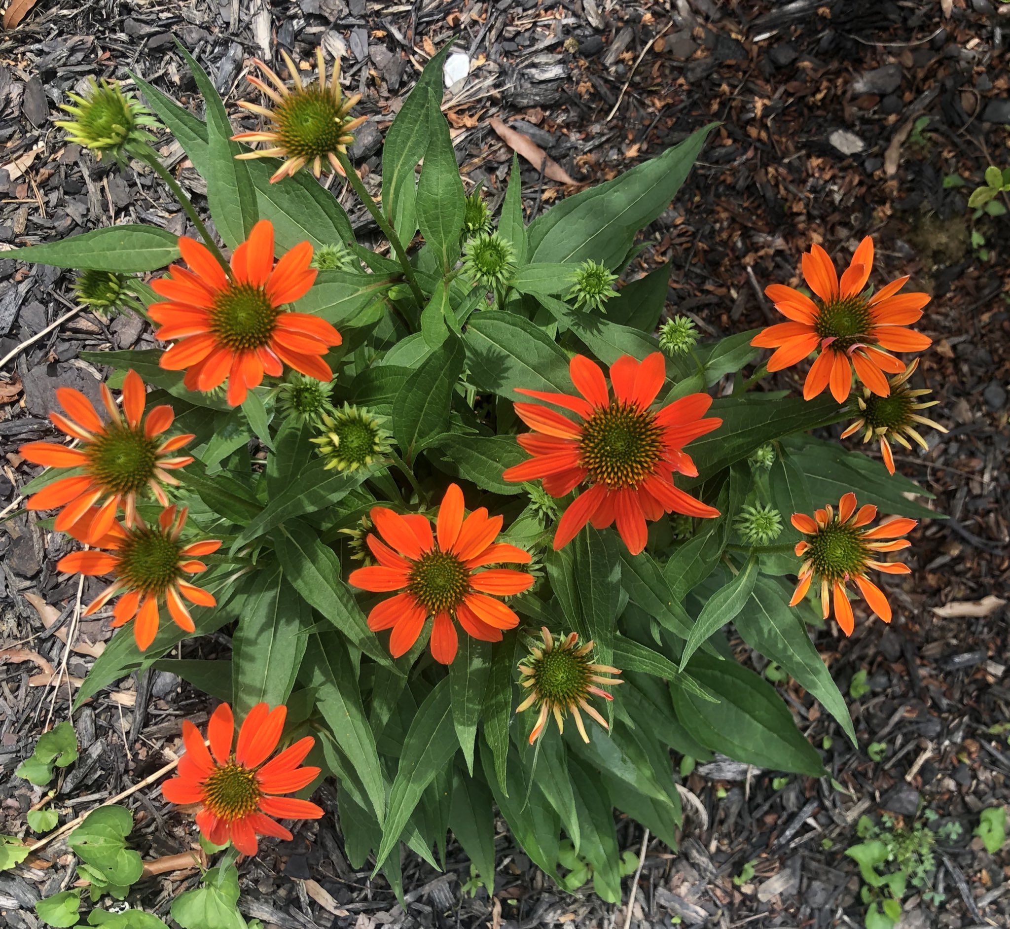 Mira Monroe on Twitter "I would love to run in a field of these