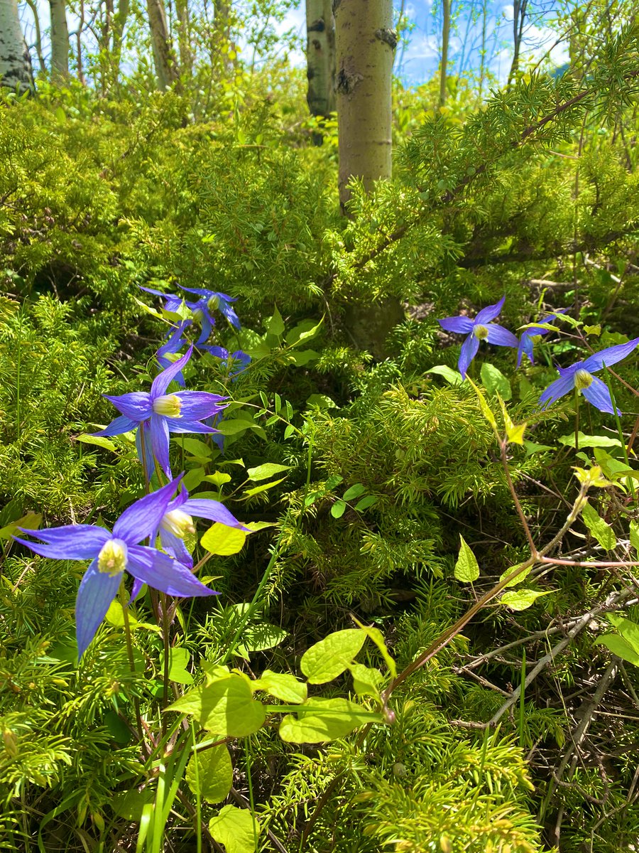 myarlyse's tweet photo. A breathtakingly beautiful week out in the mountains, complete with some clematis blossoms in the trees along Barrier Lake ✨ https://t.co/hG6o91FUyc