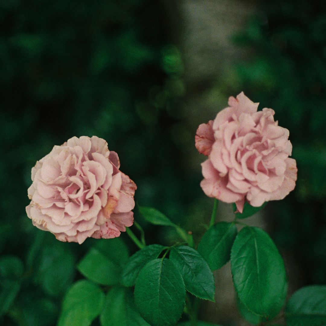 Join us for a Rose Parade in playlist form! This week's collection of enduring tunes brings out warmth in its twists and turns. Have a listen here 🌹➡️ swelltonemusic.com/2022/06/playli…