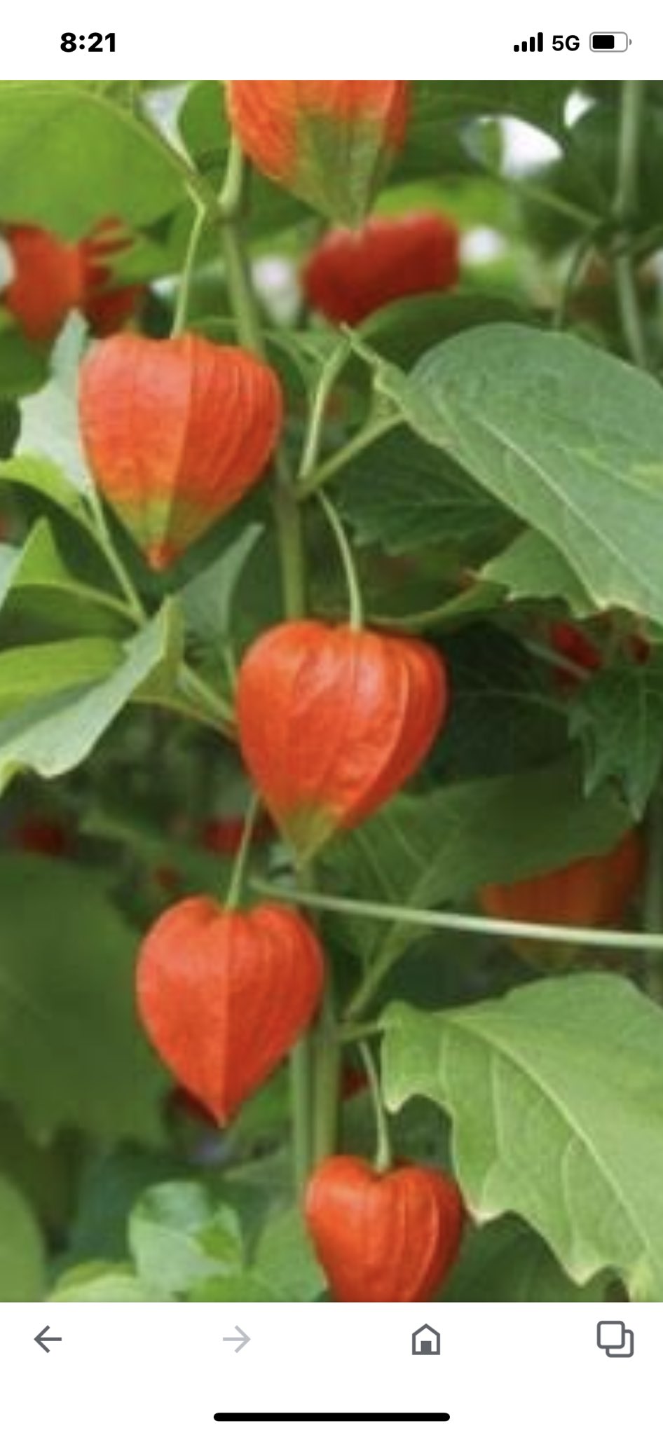 くらら 花の手入れしていたら ホウズキの木がいっぱい生えて 花や実もついていて お盆ごろには真っ赤に色つきそうで嬉しい T Co D5uwjh3joq Twitter