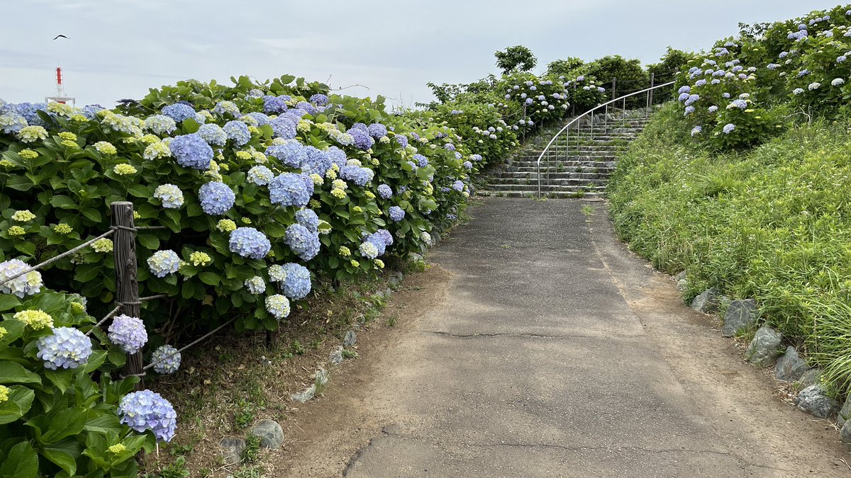 GeotohM's tweet photo. 2個目。あじさいがきれいだけれど、蜂が多くてこわい。横須賀の平和中央公園 #三角点 #水準点 #電子基準点 https://t.co/832K70W9o4