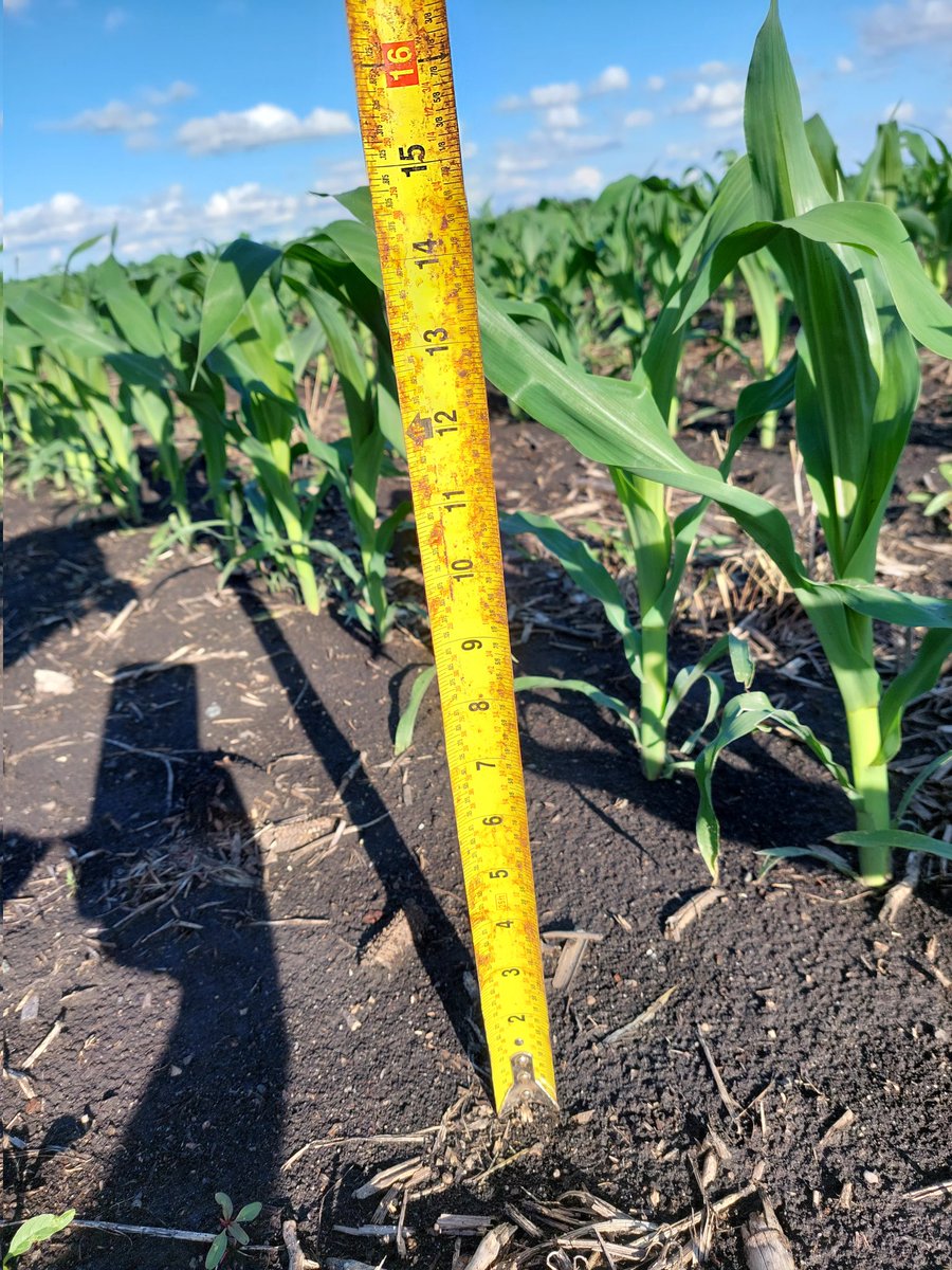 Progress report for you <a href="/MattMShowalter/">Matt Showalter</a>,grew alot this week with the rains,next week high temps and humidity, deffently knee high by the 4th of July. 😎