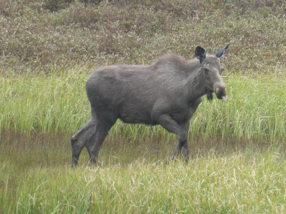 Not sure it was up for a picture… <a href="/DestinationCAN/">Destination Canada</a> <a href="/NLtweets/">NewfoundlandLabrador</a> <a href="/RoadTripCompany/">The American Road Trip Company</a>