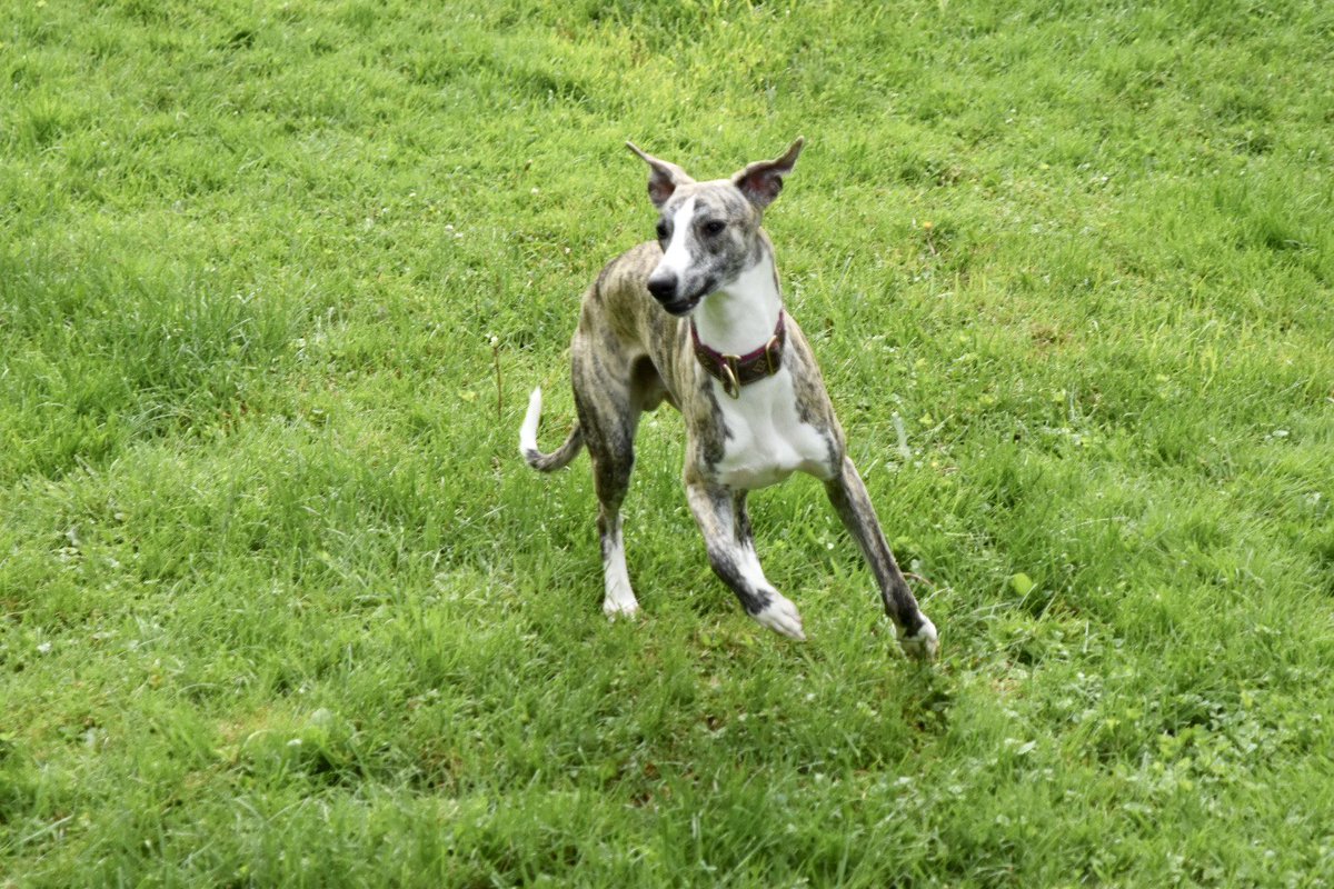 Parker is all grown up!
#whippetsoftwitter #houndsoftwitter