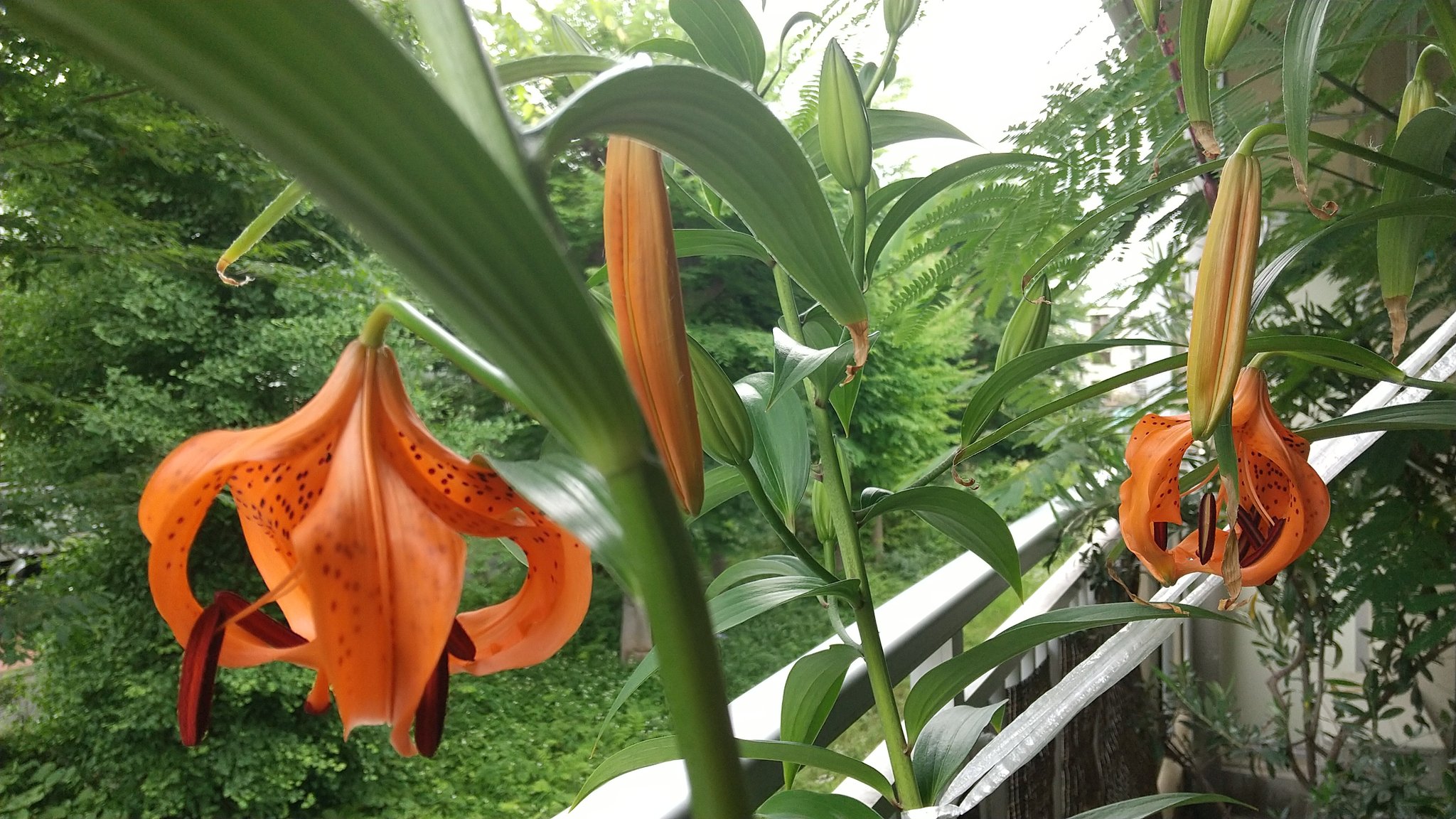 赤鉛筆舎 梅村このみ ユリ根の花 開花中 T Co Ptelz1spgh Twitter