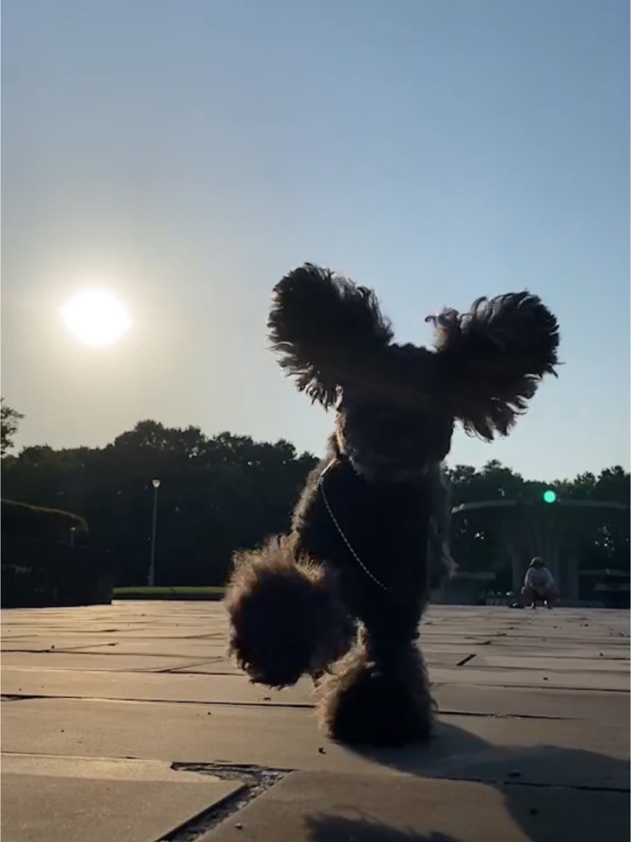 with_a_black_dog tweet media