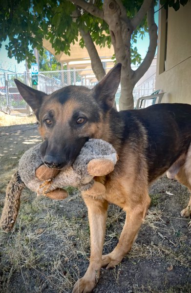 AdoptCCAnimals's tweet photo. #Dog #Jamal_CCSTCA_01 Soft squeaky toys are lots of fun https://t.co/AxkyHC6AZ3 https://t.co/YJMSKIXrEO
