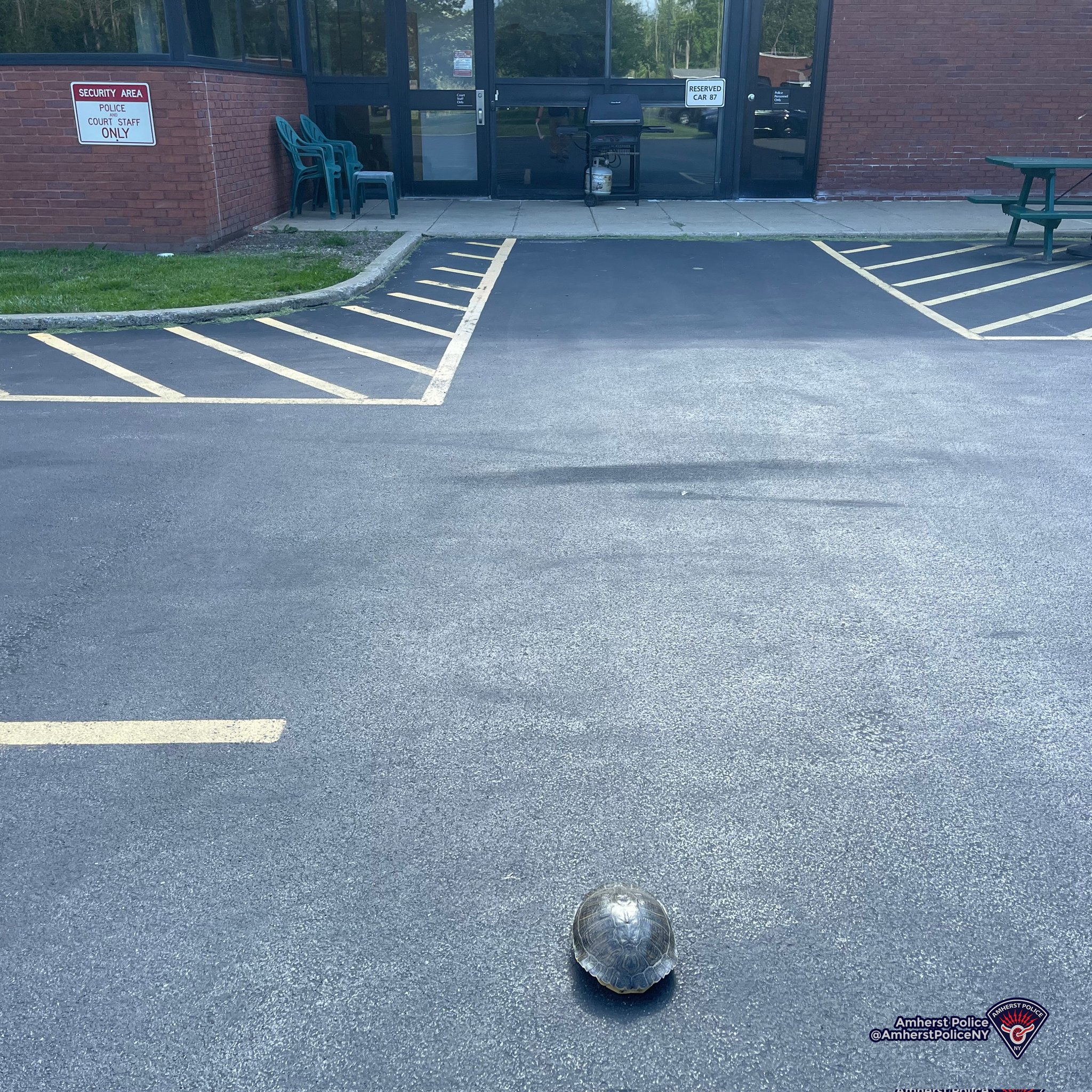Amherst Police NY 🚔 on Twitter "[AMHERST POLICE, NY] 🐢 This guy was