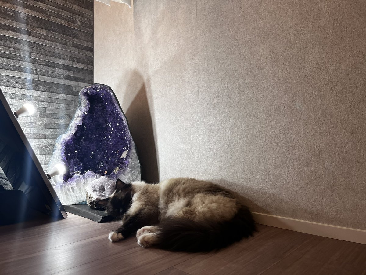 rum0709's tweet photo. 幸運を呼ぶ子にスクスク育ってます🐈#猫 #アメジスト #アメジストどーむ #幸運 https://t.co/aUNlyF8vrh