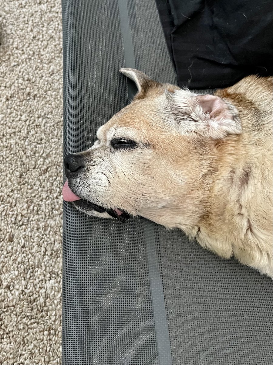 Guthriepuggle's tweet photo. LaterZzzzzzz https://t.co/9mhZJUcj5h