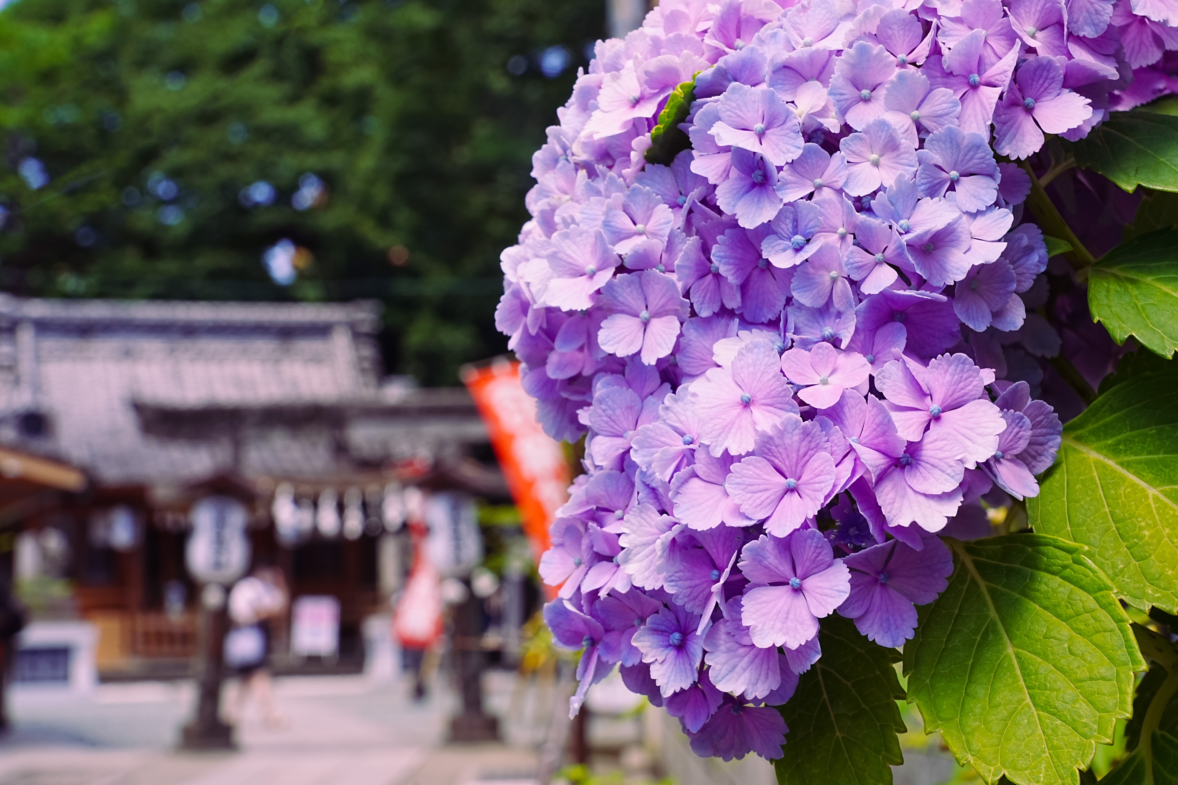 パペット 梅雨 の晴れ間の貴重さときたら お仕事の人今日も程よく頑張っていきましょ 自衛外出は手洗いうがいマスクだね 素敵な週末を ダールベルグデージーの花言葉 可愛い恋人 T Co Dhakgekcqp Twitter
