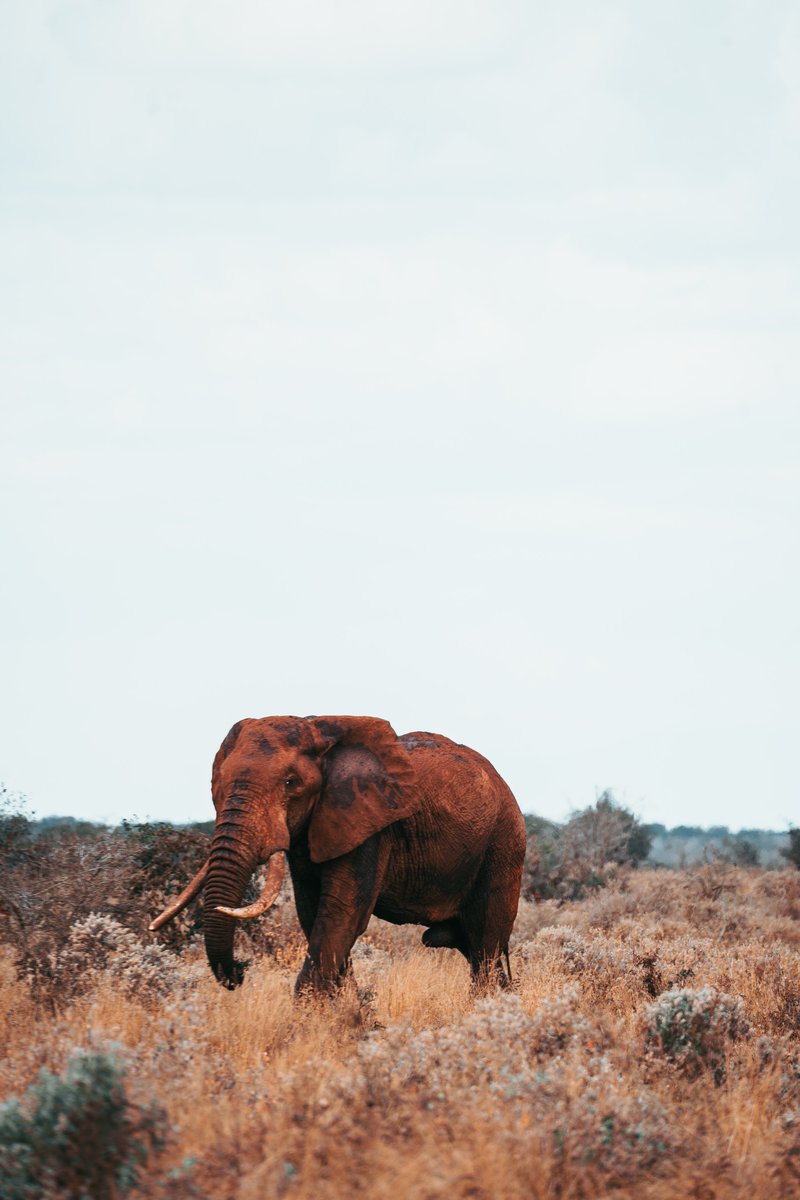 Tsavo National park is home to approximately 12,000 Elephants  that makes it 1/3 of all the Elephants in Kenya .  

#Serenaexperience 
#zurutsavowest