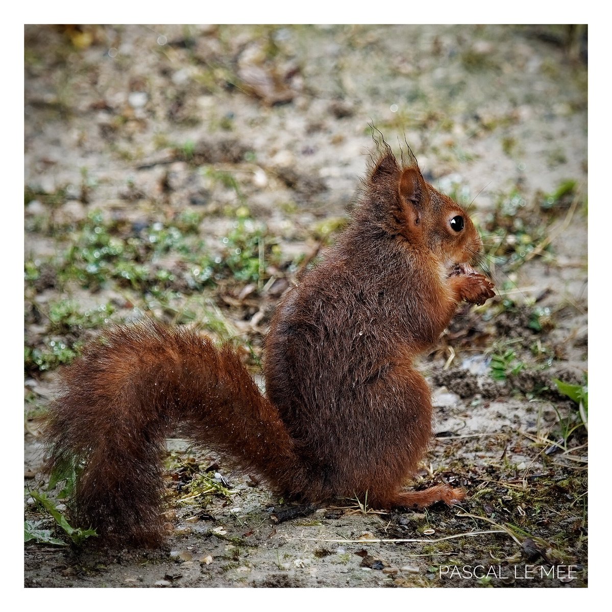 dul_cimer's tweet photo. L’heure de la noisette
#versaillesgardens #jardinsdeversailles #versaillessauvage #ecureuil #squirrel #noisette #timetolunch #tropmignon #socute #mim #lepetitpeupledujardin #photoanimaliere https://t.co/rqXMFHSsoJ