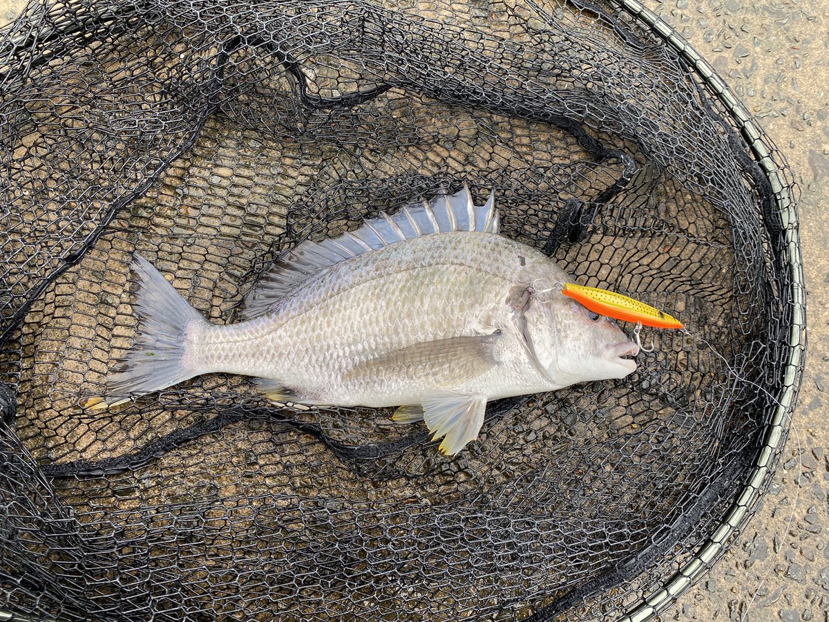 swf0412's tweet photo. やっとこのルアーで魚が来たぁ〜‼️と思ったら…
これではジンジン出来ない😭
雷が鳴ったので、本日は終了。

#マルジン
#QPEN
#ジンジンしたいぜ‼️
#シンペン https://t.co/KnhQK6Gmmd