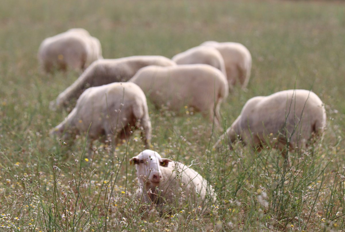 irenenonay's tweet photo. Buenos días 🌿🐑 https://t.co/pfRaBK1nhU