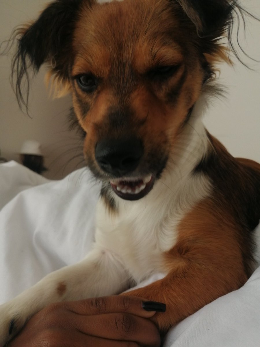 Preshie27's tweet photo. Mornings with Kai ❤️ https://t.co/a7yhvDGoBU