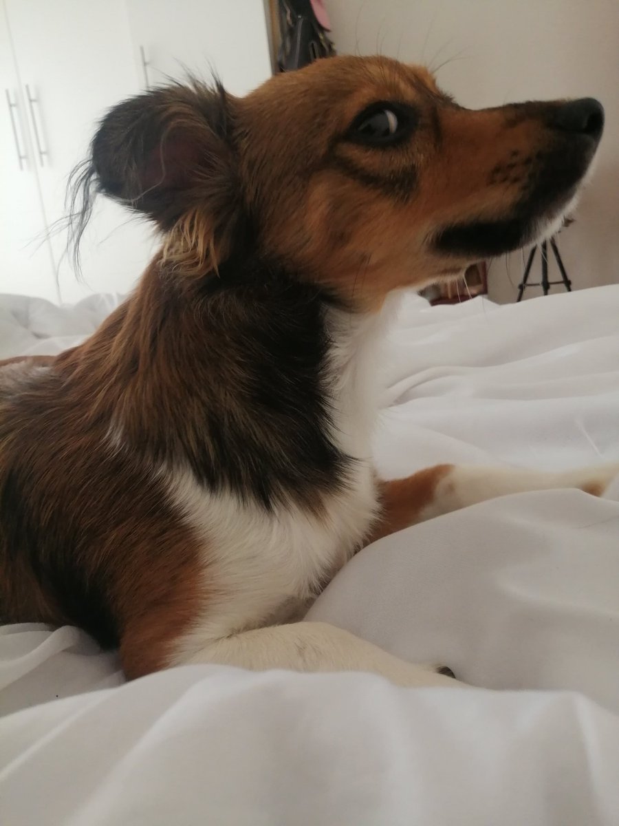 Preshie27's tweet photo. Mornings with Kai ❤️ https://t.co/a7yhvDGoBU