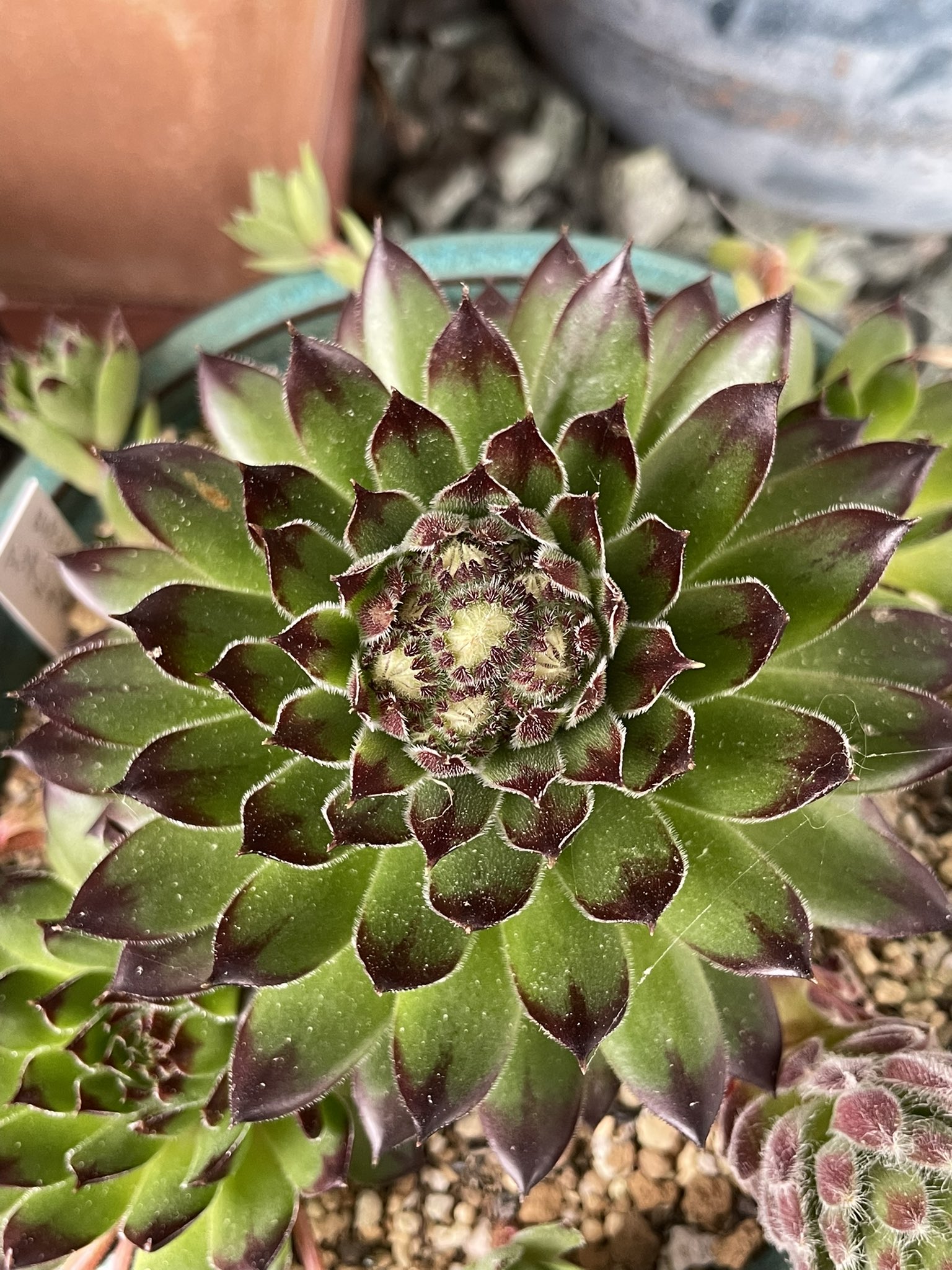 りん センペルビウムの真ん中に 何か出てきたんですけど これは 花が咲くということでしょうか 多肉植物 センペルビウム T Co W8fo56df0l Twitter