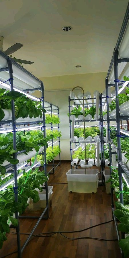 ModernAgUpdates's tweet image. Are you excited about Hydroponics farming at home? Please like and retweet.
