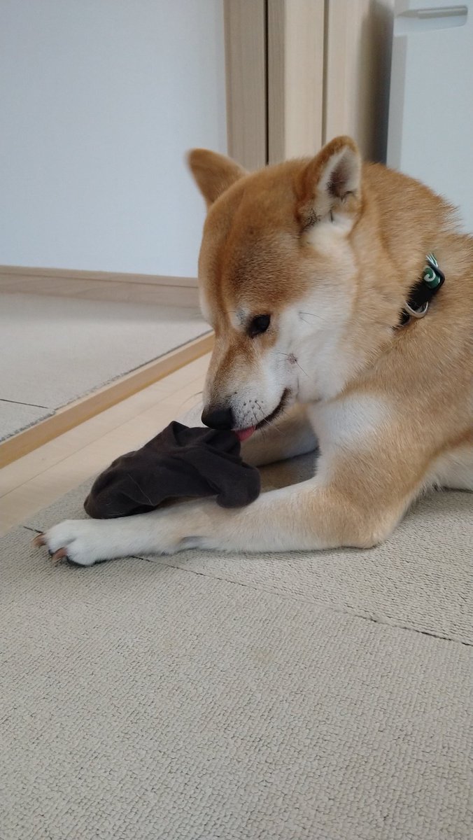 豆柴りくとまーみ 16iogyawzpxirpv Twitter