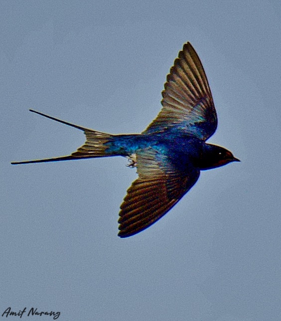 Amit_Narang's tweet photo. 'Flying Machine-2'
The Barn Swallow (Hirundo Rustica). Stunning in metallic blue and a tell-tale deep forked tail. A flying arrow, eating and drinking while in flight.
@IndiAves #BirdsofOman
#BirdsInFlight #birdphotography #nikonphotography https://t.co/HisEI3mp8p